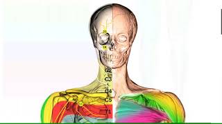 Segmental innervation of the body [upl. by Adolfo]