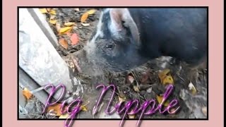 Pig Nipple [upl. by Evilo923]