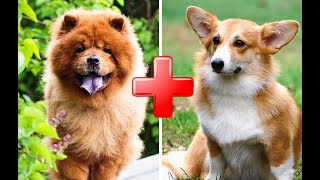 Top 10 Amazing Chow Chow Mixed Breed Dogs [upl. by Yentrok739]