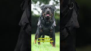 Cane Corso vs Rottweiler Sizce Kim Kazanır [upl. by Ttoille]