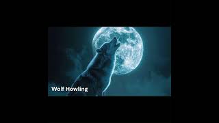 Experience the Wild Wolf Howling Sounds [upl. by Atoiyanap]