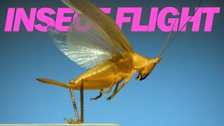 Insects in flight  11 incredible species in SLOW MOTION [upl. by Ernst153]