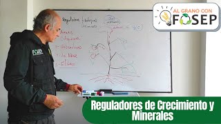 REGULADORES DE CRECIMIENTO Y MINERALES [upl. by Akcirret]