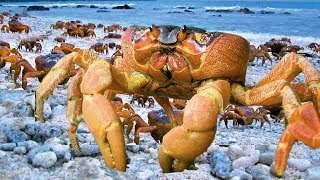 Amazing Rock Crab Laying Eggs To Millions of Crab Babies [upl. by Petula]