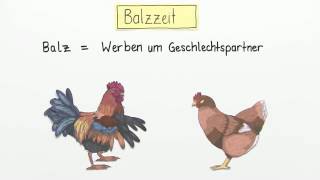 FORTPFLANZUNG UND ENTWICKLUNG VON VÖGELN  Biologie  Biologie der Tiere Mittelstufe [upl. by Rosario]