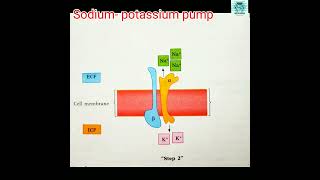 Sodium potassium pump Na  KATPase for full video subscribe The Academia biologynotes [upl. by Conlee]