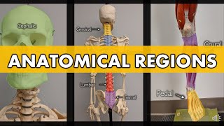 Anatomical Planes and Directional Terminology [upl. by Anyar]