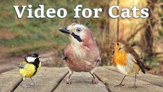 Videos for Cats to Watch  8 Hour Birds Bonanza  Cat TV Bird Watch [upl. by Matazzoni395]