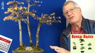 Japanese Larch Bonsai Care Guide Easy Tips for Beginners [upl. by Durand]