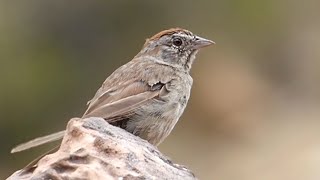 Birds of North America  Rufouscrowned Sparrow Aimophila ruficeps Rusokapi strnadar [upl. by Yonina]