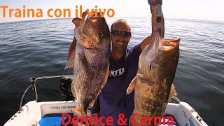 Pesca al Dentice e alla Cernia Bianca  Traina con il vivo [upl. by Mayman]