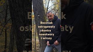 Smaczny i leczniczy boczniak ostrygowaty grzyby lifestyle [upl. by Akinorev]