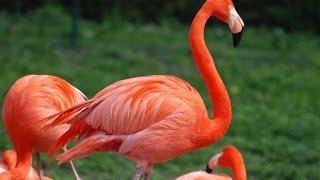 Amazing Flamingo Facts [upl. by Akiemat]