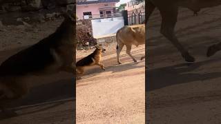 German shephard ki harkato se paresan hokar maza chakhaya countrytellers [upl. by Cornish709]