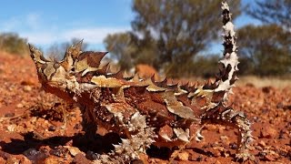 Documental Reptiles del desierto australiano [upl. by Peti]