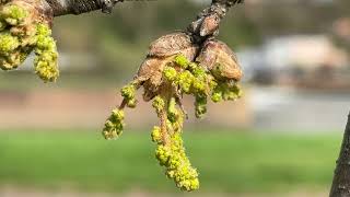 Sessile oak  buds amp young male flowers  catkins  March 2024 [upl. by Fair408]