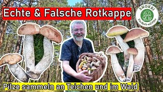 Echte und Falsche Rotkappe im Vergleich  Pilze sammeln an Teichen und im Wald [upl. by Eirek939]