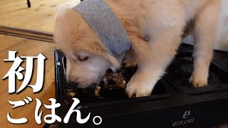 初めての「ごはん」に「全身全霊」をかける大型犬パピーが可愛すぎた。【ゴールデンレトリバー】【北海道】 [upl. by Asetal]