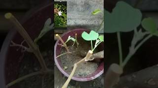 কাঞ্চন ফুল  Complete details of Orchid tree  Bauhinia purpurea gardening shorts [upl. by Fariss11]