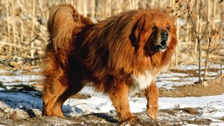 Best of Tibetan Mastiff  One of The Best Guard Dogs [upl. by Lorenzo677]