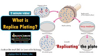 What is Replica Plating Why we do Replica Plating explained with an example [upl. by Akiras211]