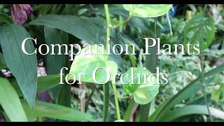 Companion Plants for Orchids [upl. by Gorlin]