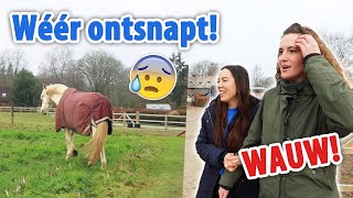 Nacho rent WEER los over het MAISLAND amp eerste reactie CARMEN en ANNE  felinehoi VLOG 535 [upl. by Madancy155]