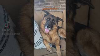 whats the best way to German Shepherd GSD 👀🤔🐶new shorts ytshorts viral viralshorts [upl. by Butler28]