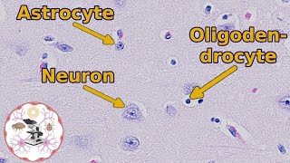 Brain Histology  Neuron Your Way to Understanding It [upl. by O'Rourke775]