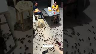 Funny Ants TikTok😍tiktok tiktokvideo philippines shorts funny gaming music travel comedy [upl. by Fagan389]