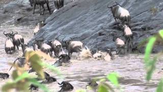 Wildebeests Crossing at the Mara River [upl. by Eiboj]