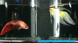 Tropical Fish  Betta splendens  SIamese Fighting Fish [upl. by Faubert]