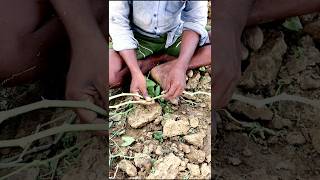 How Vine Cutting is Prepared for Pointed Gourd shorts [upl. by Pytlik]