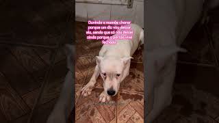 Ouvindo a mamãe chorar porque um dia vou deixar ela 🤣🐶 humor pets [upl. by Caterina]