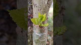 Ped ki Kalam badhane ka sabse aasan tarika 🌱khedut plantgrafting tree shorts trend [upl. by Byler]