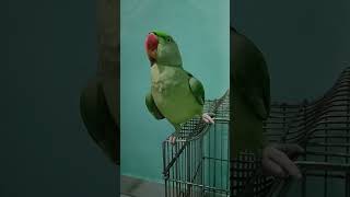 parrot trendingvideo tota parrotparrot funny totatalking petbird funnytota talkingparrot [upl. by Danika]