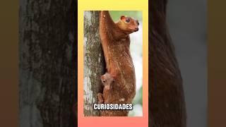 Los colugos algunas curiosidades sobre ellos animals [upl. by Eniamor]