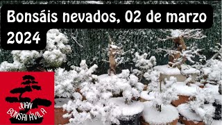 Bonsáis nevados otra vez nieve 02 de marzo 2024 [upl. by Bessie]