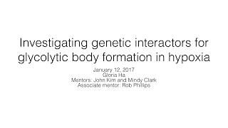 Investigating Genetic Interactors of Glycolytic Body Formation in Hypoxia  G Ha  11217 [upl. by Deming]