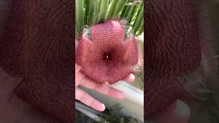 Stapelia gigantea floweringplant gardeningvideos cactusflower succulent stapelia [upl. by Richard]