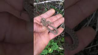 Baby Egg Eater africa snakeconservation wildlife nature snake rescue [upl. by Sylvanus]