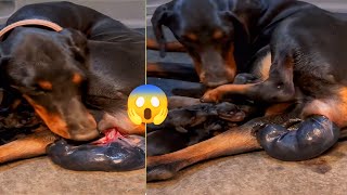 Doberman Puppy birthDoberman Puppy Delivery VideoPuppy Live Birth [upl. by Atauqal]