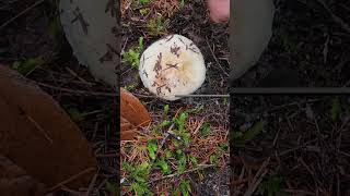 Packwood Mushroom Picking 11342024 [upl. by Ajiram]