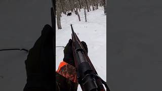 🐗 hunting chasse охота wildboar caccia hog [upl. by Aed]