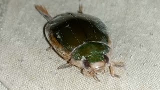 Great diving beetle  Dytiscus marginalis  green in colour [upl. by Mellisa]