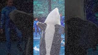 Dawn Brancheau SeaWorld Trainer Killed By a Whale [upl. by Kale991]