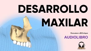 Desarrollo del maxilar superior Audiolibro embriologia [upl. by Elvie703]