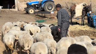 KOYUNCULUK BÃ–YLE YAPILIRSA Ã‡OK PARA KAZANIR  EVÄ°MÄ° TARLAMI BU KOYUNLAR SAYESÄ°NDE ALDIM [upl. by Guy777]