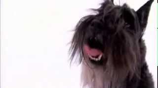 dogs 101  miniature schnauzer [upl. by Yesor]