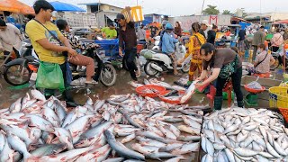 Giant Fish Distribution Site In Cambodia  Fish Market Scenes amp Vendors Life In Market [upl. by Clorinda]